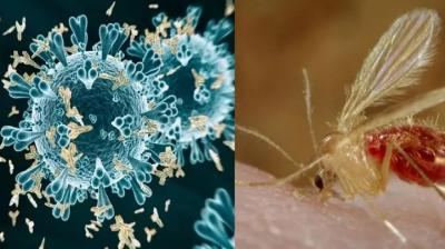 Chandipura Virus: Dangerous virus rages in Gujarat, 4 children die