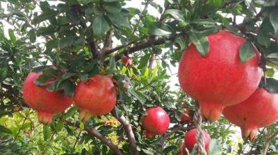 Pomegranate Cultivation 