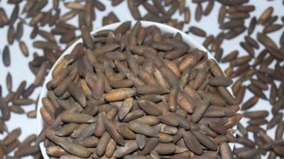 Chilgoza protects against heart diseases 
