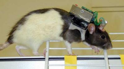 'Rats' will join the Indian Army: DRDO's project will become a call for enemies...