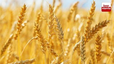 Good news for farmers of Madhya Pradesh, government will give bonus of Rs 175 per quintal on support price of wheat