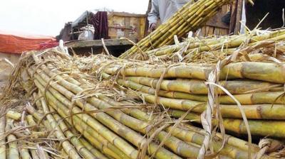 sugarcane