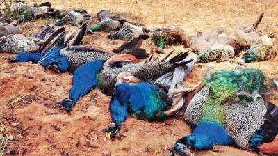 Peacock Death