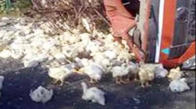 3400 chickens died due to collision with a truck pole Haryana News in punjabi 