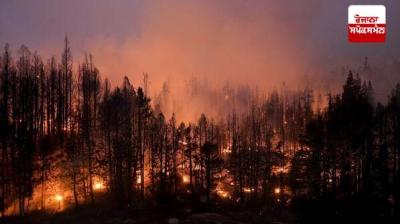 Fire in Japan burns down nearly 1800 hectares of forest