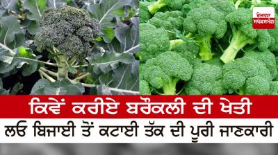  How to grow broccoli