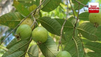 Guava is a fruit found throughout India, including Punjab.