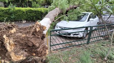 ਮੋਹਾਲੀ ’ਚ ਤੇਜ਼ੀ ਹਨੇਰੀ ਕਾਰਨ ਟੁੱਟੇ ਦਰਖ਼ਤ ਅਤੇ ਟਾਹਣੇ ਡਿੱਗਣ ਕਾਰਨ ਗੱਡੀਆਂ ਨੁਕਸਾਨੀਆਂ 