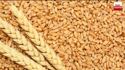 Union Cabinet increases MSP of wheat by Rs 160