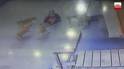 A woman walking on Gurdwara Road in Malout was bitten by stray dogs, seriously injured