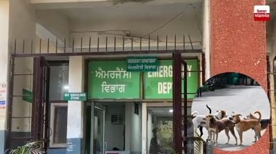 Stray dogs attack in Jalandhar, 8-year-old child dies