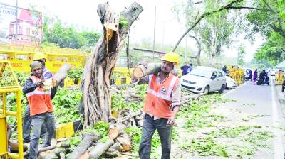Man Cutting Trees