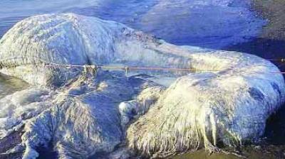  20 feet long mysterious creatures