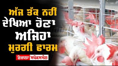 Poultry Farming Animal Husbandry