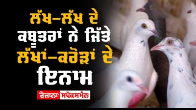 Pigeons Punjab 