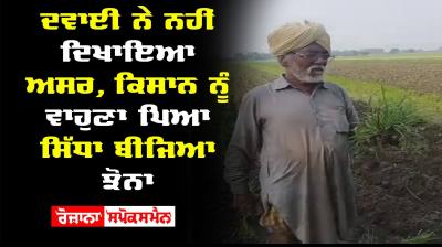 Paddy Crops Cultivation Pesticides Farmer Captain Amarinder Singh 
