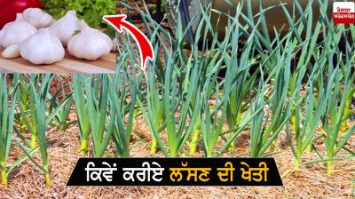 Garlic Farming