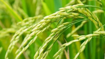 7620555 metric tonnes of paddy has procured in the state