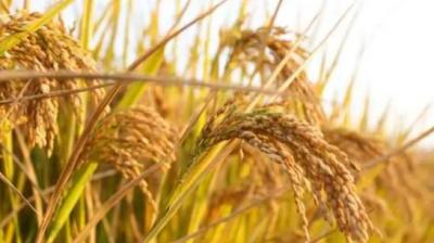 15855470 MT Paddy Purchased