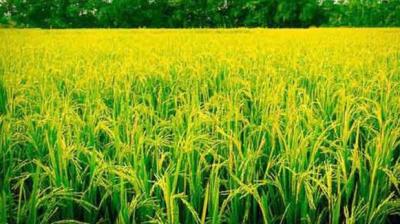 Paddy procurement of 160.31 lakh metric tonnes in the state