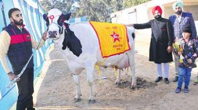 Asia record made by Cow