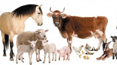 National Livestock