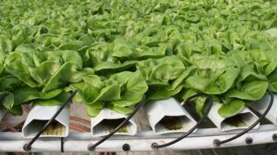 Without Soil Farming 