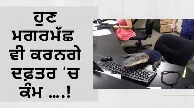 Crocodile in Office Photo goes viral