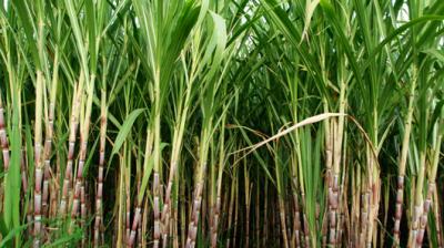 SugarCane