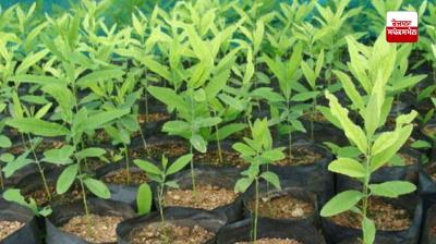 Cultivation of white sandalwood