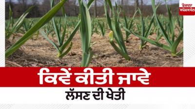  How to Grow Garlic Farming News