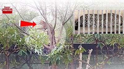 ਬਠਿੰਡਾ ਦੇ ਬੀੜ ਤਲਾਬ ਚਿੜੀਆ ਘਰ 'ਚ ਲਿਆਂਦੇ ਦੋ ਤੇਂਦੂਏ ਦੀ ਤਸਵੀਰ