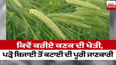 How to do wheat farming