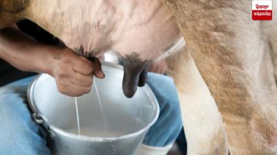 Know these tips to increase cow's milk and fat
