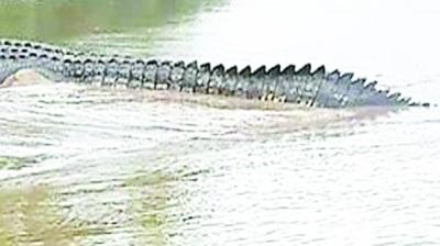 Gharials  