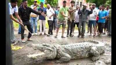 crocodiles rescued