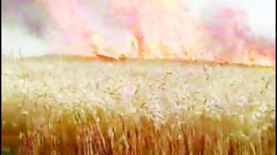 Crops Burnt