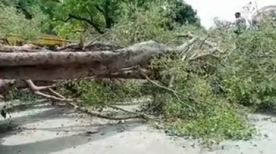 Chandigarh school tree fall case, Chandigarh administration announces grant-in-aid