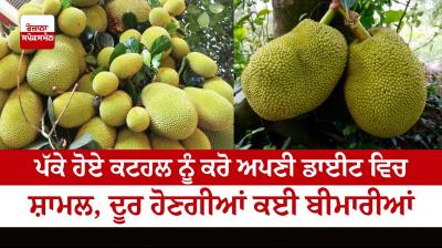 Include ripe jackfruit in your diet