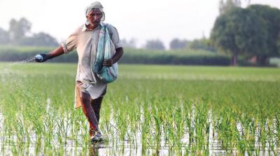 Punjab sees bumper rice Production despite floods (File Image)