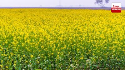 Farmers have turned to oilseeds instead of wheat and paddy, mustard cultivation has reached 3 thousand acres.