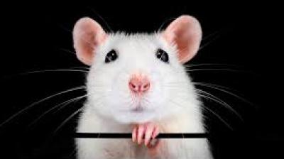  Modern Covid 19 vaccine has been shown to be effective in rats