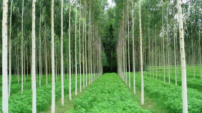 Eucalyptus Clonal Plant