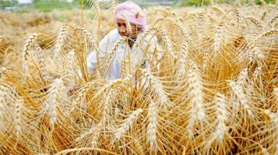 Decrease in wheat prices
