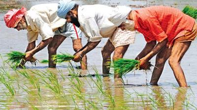 PUNJAB GOVT. NOTIFIES TO TRANSPLANT PADDY FROM JUNE 13
