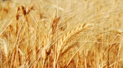 Punjab agriculture university release alert to farmer about weather