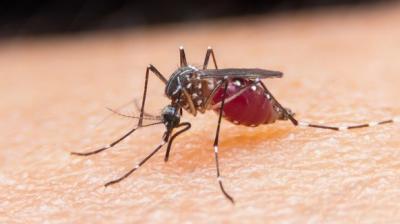 Dengue panic after floods in Punjab, 291 positive cases, one death