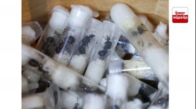 ਅਫਰੀਕੀ ਦੇਸ਼ ਕੀਨੀਆ ’ਚ 5000 ਕੀੜੀਆਂ ਦੀ ਤਸਕਰੀ ਦੇ ਦੋਸ਼ ’ਚ ਦੋ ਲੋਕਾਂ ਨੂੰ ਕੀਤਾ ਗ੍ਰਿਫ਼ਤਾਰ 