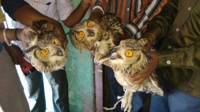 WWF India released the poster, wrote – 16 species of owls are smuggled in the country