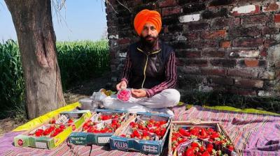 Successful cultivation of straw berries News